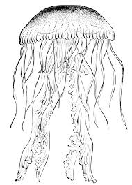 Check spelling or type a new query. Realistic Jelly Fish Realistic Jellyfish Clipart Novocom Top
