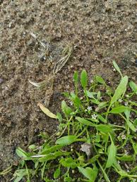 Image result for Limosella