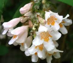 Image result for Kolkwitzia amabilis