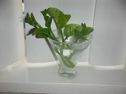 New Plants From Cuttings Malabar Spinach Malabar Spinach Growing Spinach Plants