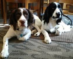 English springer spaniel puppies wisconsin. Which Furminator For Springer Spaniel Sporty Dog Guide