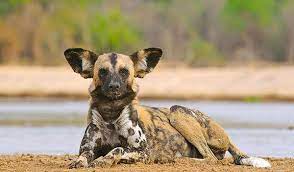 african wild dog animals wild african animals