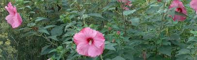 Hardy hibiscus does best in full sun. Growing Hardy Hibiscus From Seed Melinda Myers