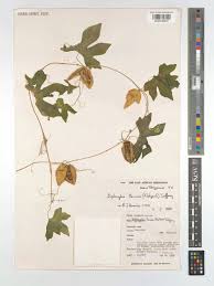 Image result for Diplocyclos