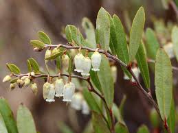 Image result for Agelanthus terminaliae