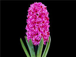 Image result for Hyacinthaceae
