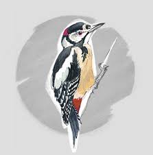Maybe you would like to learn more about one of these? Great Spotted Woodpecker Dendrocopos Major Pic Epeiche Wildechoes