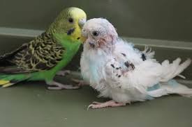 Birds Of The Same Feather Make A Good Feather Duster Feather Duster Budgies Feather Duster Feather