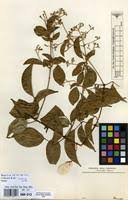 Image result for Jasminum bakeri