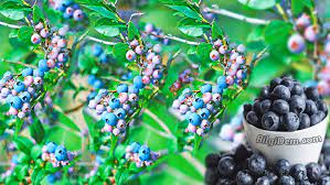 Yaban mersininin günümüzde en yaygın olarak bilinen faydası idrar yolu enfeksiyonları ve sistitin tedavisinde etkili olmasıdır. Maviyemis Blueberry Yaban Mersinin Faydalari Ve Zararlari