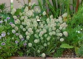 green green ガーデニングのアイデア 花の植え付け 多年草の庭