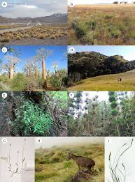 Image result for Danthoniopsis dinteri