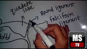 This video is based on request and in this making diagram of liver posterior and see till the end #like #share #subscribe thank you. Easy Way To Draw Liver Diagram Posterior Back Side Diagram Youtube