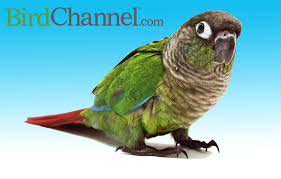 Big Birds You Can Have As Pets 5 Things You Need To Know About Green Cheeked Conures Conure Bird Supplies Pet Birds