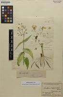 Image result for Aneilema aequinoctiale