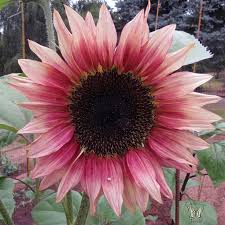 Pink flowers that look like sunflowers. Pin On Cutting Garden