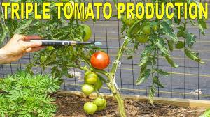 Optimum temperatures for growing tomatoes are. Celebrity Tomato Disease Resistant Hybrid Tomato With Good Flavor Youtube