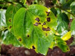 How To Identify And Treat Common Cucumber Diseases Dengarden