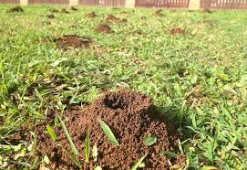 8 Best Ant Killer For Lawns 2020 Reviews Guide