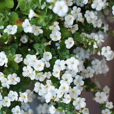 Image result for foto bacopa
