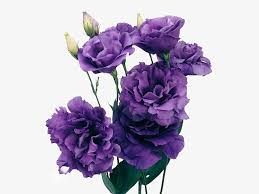 Image result for eustoma Balboa