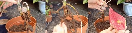 Jual bibit jambu kristal asli bergaransi online & offline. Cara Mengatasi Busuk Akar Pada Aglaonema Kampustani Com
