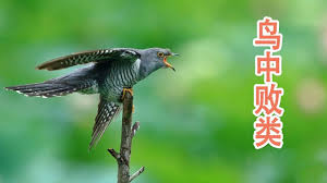 鸟类中的败类 杜鹃鸟 animals bird
