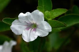 Image result for Ruellia patula