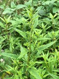 Image result for Dysphania