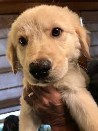 Puppies have exceptional strong pedigree with both working lines, show. St Louis Mo Golden Retriever Meet Kegan A Pet For Adoption