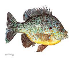 Pumpkin Seed Fresh Water Sunfish Summer Water Color Color Pencil Fish Lake Summer Vacation Illustration Watercolor Fish Fish Painting Fish Illustration
