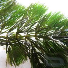 Image result for Chamaecrista fenarolii