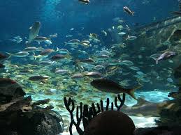 Exotic saltwater fish for aquarium. 34 644 Aquarium Saltwater Fish Photos Free Royalty Free Stock Photos From Dreamstime