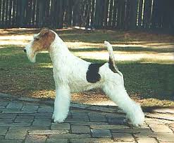 Image result for foxterier drsnosrstý