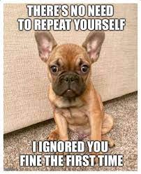 A Collection Of French Bulldog Memes French Bulldog Funny French Bulldog Breed French Bulldog Meme