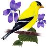 Jan 16, 2017 · legend has it that receiving violet plants as gifts is very auspicious. 1