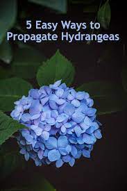 Propagating Hydrangeas Cuttings Tip Rooting Air Layering And Division Propagating Hydrangeas Growing Hydrangeas Hydrangea