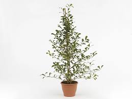 Image result for Ficus demeusei