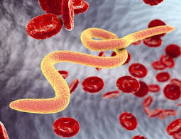 Sexually Transmitted Disease (Std) | Britannica