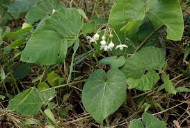 Image result for Pergularia daemia