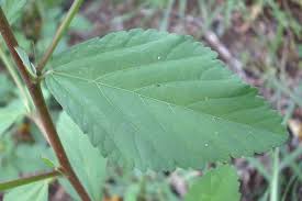 Image result for Sida rhombifolia