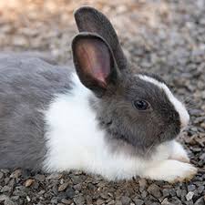 Rabbits are naturally inclined to form couples. Rabbits Kept Alone Are At High Risk Of Loneliness Best Friends Vets