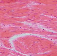 These muscle cells are multinucleated. Smooth Muscle Anatomy Britannica