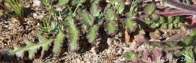 Image result for Ficalhoa