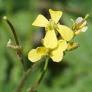 Image result for Sisymbrium orientale