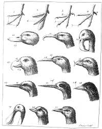 En hoe zorg je er dan voor dat de iconen voor de rode ibis en zwarte ibis onderscheiden worden? Snavel Wikipedia