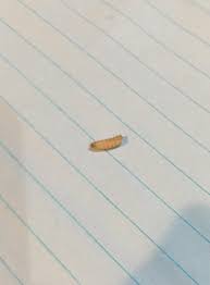 It averages $300 per linear foot. Found A Bunch Of These On Our Kitchen Floor This Morning I Don T Think They Look Like Maggots They Are About 1 4 Long And Seem To Be Coming Out From Under The
