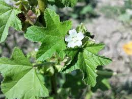 Image result for Malva verticillata