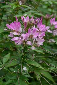 Image result for Cleomaceae