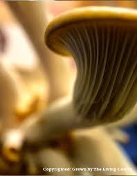 Face To Face Course Home Gardeners Series Growing Organic Mushroom